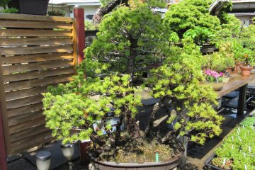 In springtime, all the bonsai trees are a tender green color