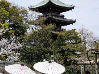 สวนดอกโบตั๋นแห่งศาลเจ้าโทะโชะกุ โดยมีเจดีย์ Kan'ei-ji เป็นฉากหลัง
