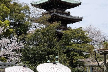 สวนดอกโบตั๋นแห่งศาลเจ้าโทะโชะกุ โดยมีเจดีย์ Kan'ei-ji เป็นฉากหลัง