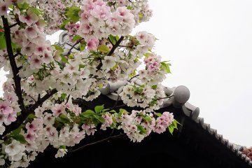 ซากุระต้นนี้มีดอกสีชมพูอ่อนจนเกือบขาว ดอกซากุระเข้ากันมากกับหลังคากระเบื้องญี่ปุ่น