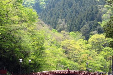 In the spring, woods around Nikko are tender green color
