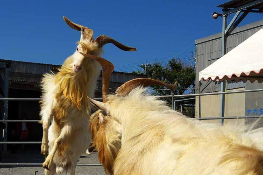 Sesoko Jima goat fights