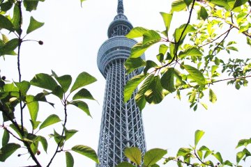 Skytree and spring leaves