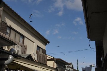 Tombi or black kites hover over the shops