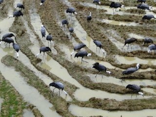 Những chú hạc tìm thức ăn ở đầm lầy ở Izumi
