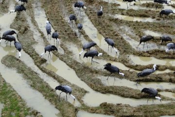 Cranes hunt for food on Izumi's marshes