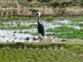 A solitary crane in a rice paddy