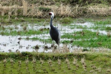 A solitary crane in a rice paddy