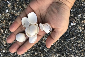If you are into beachcombing arrive around early morning for the best shell selection