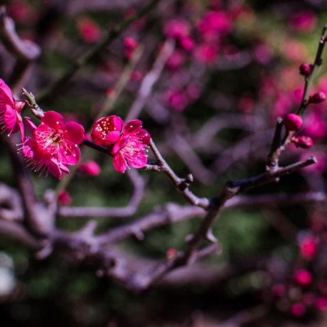 하마리큐온시 정원의 매화꽃