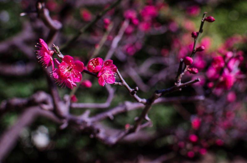 이 짙은 분홍색 꽃들은 막 피기 시작하고 있다