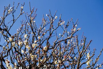 The colors of the blossoms provide a great contrast with a deep blue sky