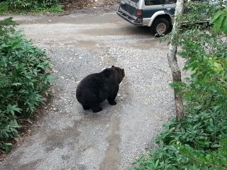 Bear on the driving path