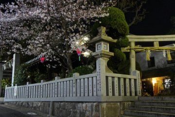 Ichinomiya Shrine blossoms at night
