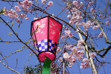 Pink lanterns add to the mood during the spring festival at Ichinomiya Shrine