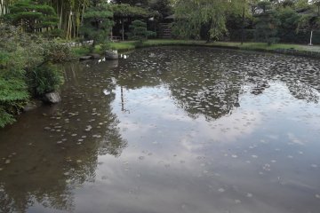 The pond is nice to stroll around
