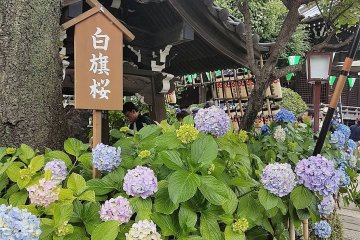 ดอกอะจิไซ (Ajisai) หรือ ดอกไฮเดรนเยียที่ศาลเจ้าฮะคุซาน (Hakusan)