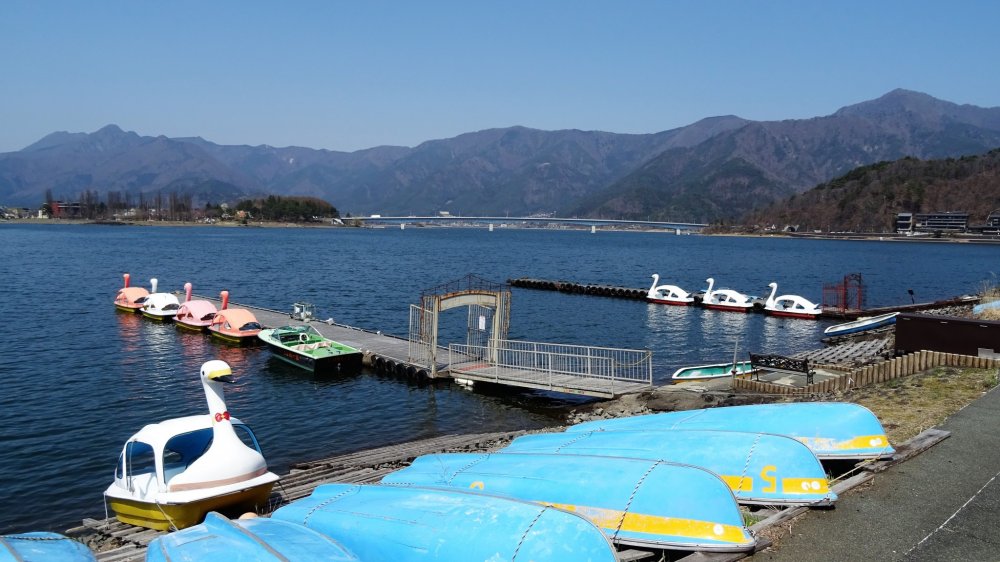 เรือหงส์จอดรอนักท่องเที่ยวที่ทะเลสาบคะวะกุชิโกะ (Kawaguchiko)