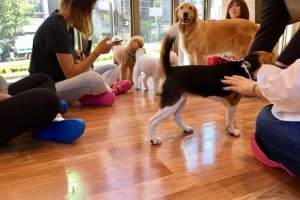Petting area in the dog cafe
