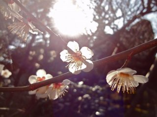 Plum blossoms during sunset