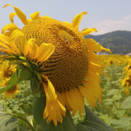 Sunflowers in Kochi