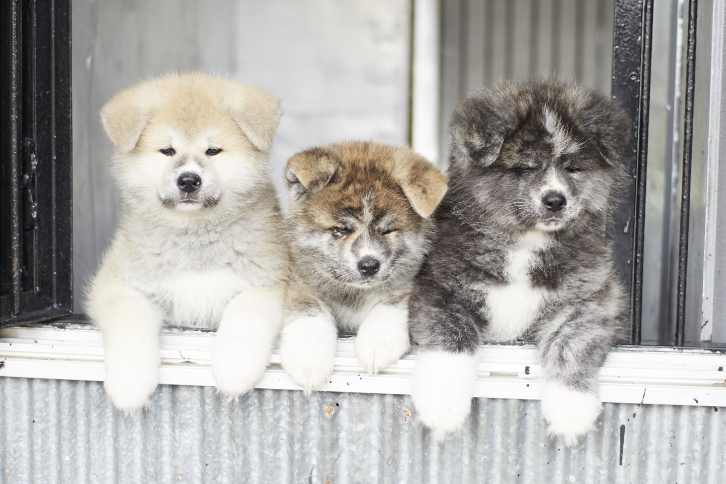 Different colors of Akita