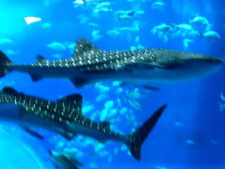 Giant Whale Sharks coexist with schools of fish at the Okinawa Churaumi Aquarium and Theme Park