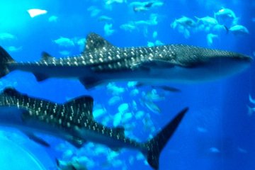<p>ฉลามวาฬขนาดมหึมา อาศัยอยู่ร่วมกับฝูงปลาทั้งหลายเช่นกัน ที่พิพิธภัณฑ์สัตว์น้ำและ สวนสนุก ชูราอุมิ โอกินาว่า</p>