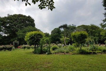 สวนกุหลาบในสวนโยะโยะกิ (Yoyogi)