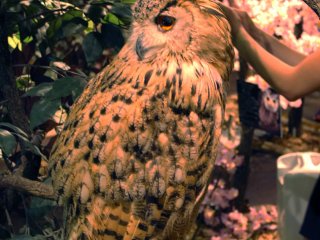 Owl who is relaxed 