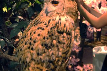 Owl who is relaxed 