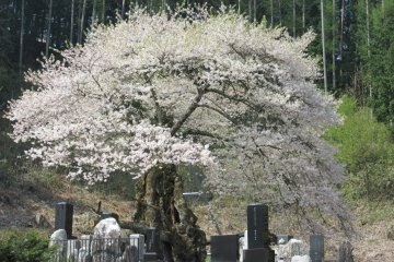 Сакура на кладбище