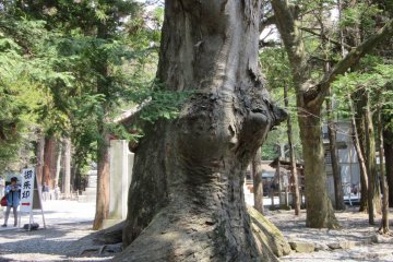 Священное дерево Сува Тайси