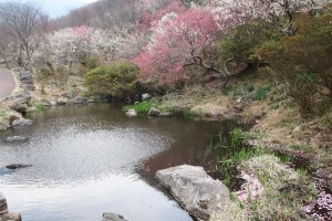 Pond and Plum Blossoms
