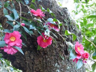 Camellias blooming in the garden