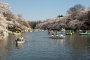 Sakura di Taman Inokashira