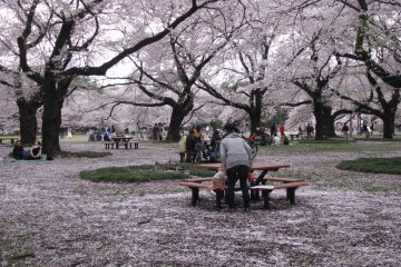 Во время цветения сакуры много пикников в парках