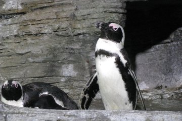 Вольер пингвинов