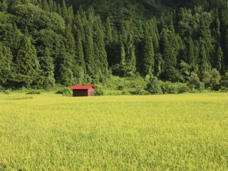 Summer: Dramatic colours before a sudden storm. Kaneyama is famed for its Japanese cedar trees, and thick forests cover the surrounding hills. Many houses in the town are built using cedar, with black wooden frames and white walls.