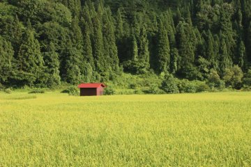 Summer: Dramatic colours before a sudden storm. Kaneyama is famed for its Japanese cedar trees, and thick forests cover the surrounding hills. Many houses in the town are built using cedar, with black wooden frames and white walls.