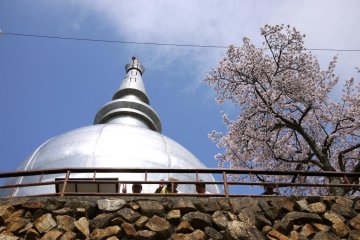 people sitting in front of the peace pagoda under the cherry blossoms enjoying lunch
