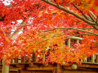 Ohirayama Park’s observation deck covered in a sea of rich autumn foliage