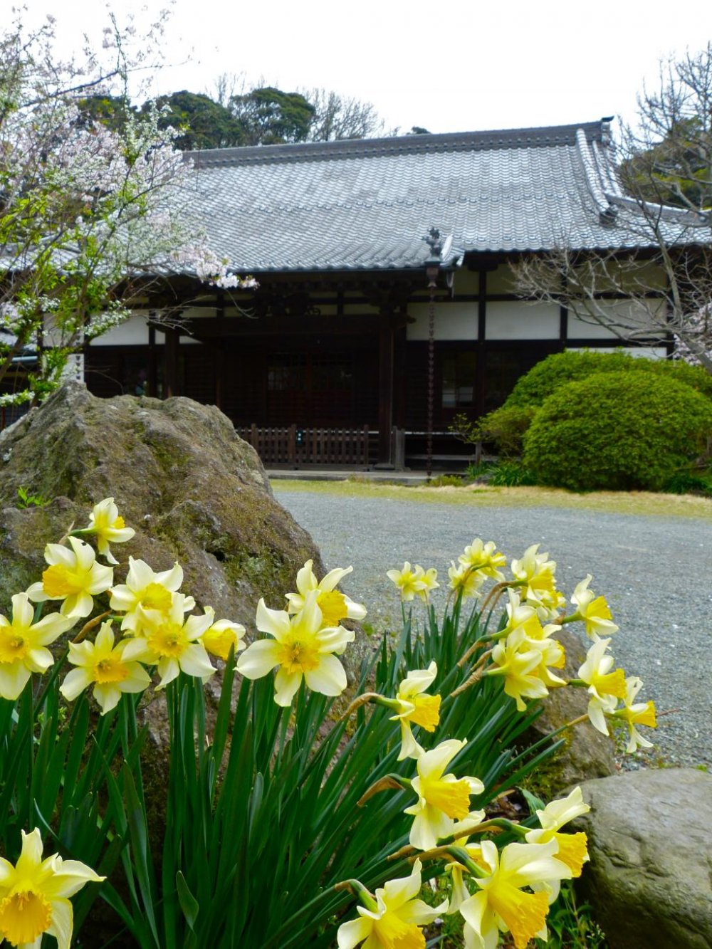 Japanese iris and the main hall