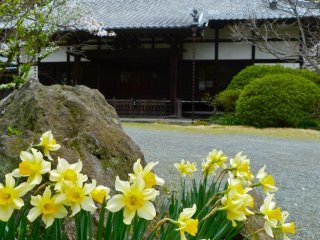 Japanese iris and the main hall