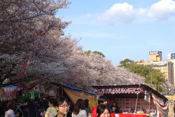 <p>벚꽃축제 기간동안, 오카자키 공원 곳곳에 들어선 길거리 상점들과 오락거리들.</p>