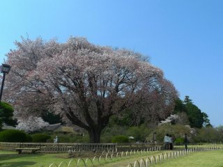 A magnificent cherry blossom tree