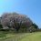 Vườn Kairakuen vào mùa xuân