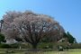 Taman Kairakuen di Musim Semi