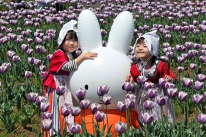 งานเทศกาล Sakura Tulip Festa