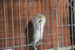 The men fukuro is a distinguished owl on display at the Mini Mini Zoo and Zukeran Egg Outlet in Uruma City Okinawa.